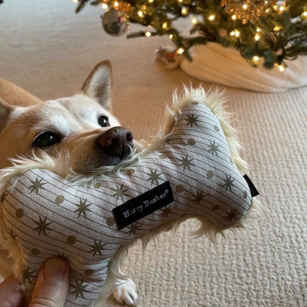 Stargazer Bone Dog Toy